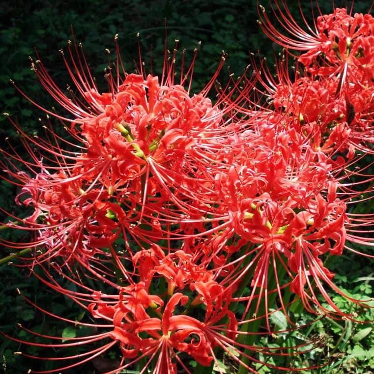 Combo 3 Củ giống hoa bỉ ngạn hoa màu đỏtặng kèm 3 viên nén