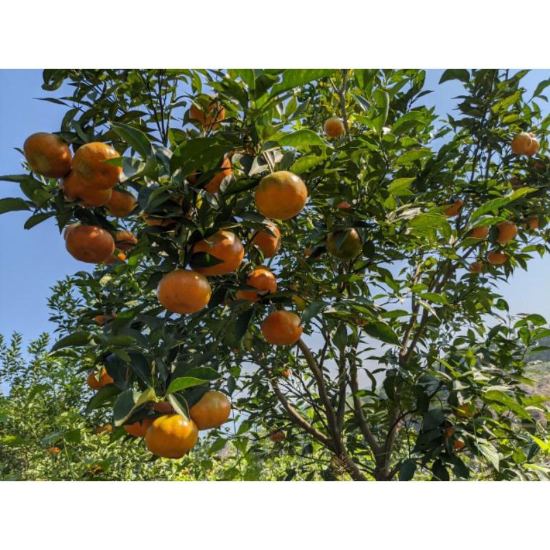 Chế phẩm Phos 450 - agri-fos. Trị các bệnh do nấm, vi khuẩn và phục hồi hệ rễ cây