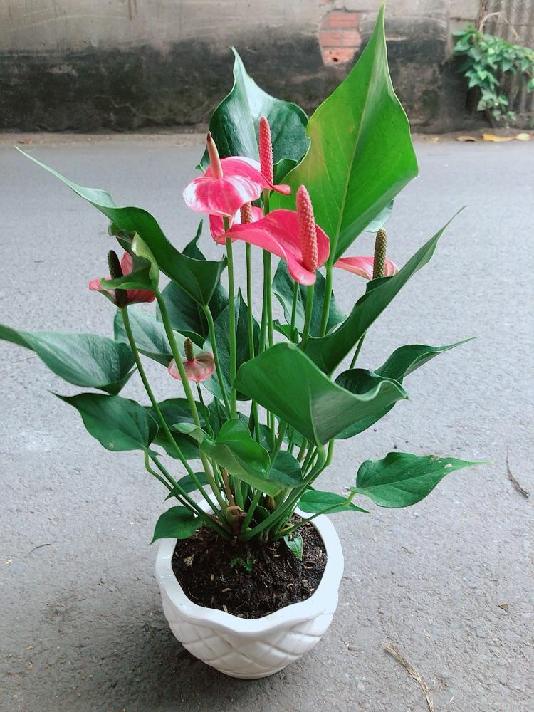 Chậu Cây Hồng Môn Size Lớn