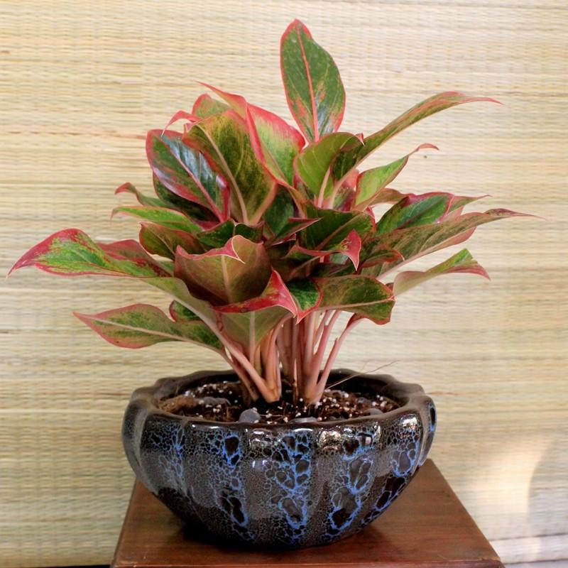 CÂY PHÚ QUÝ ĐỎ-MANG LẠI PHÚ QUÝ-MAY MẮN CHO GIA CHỦ