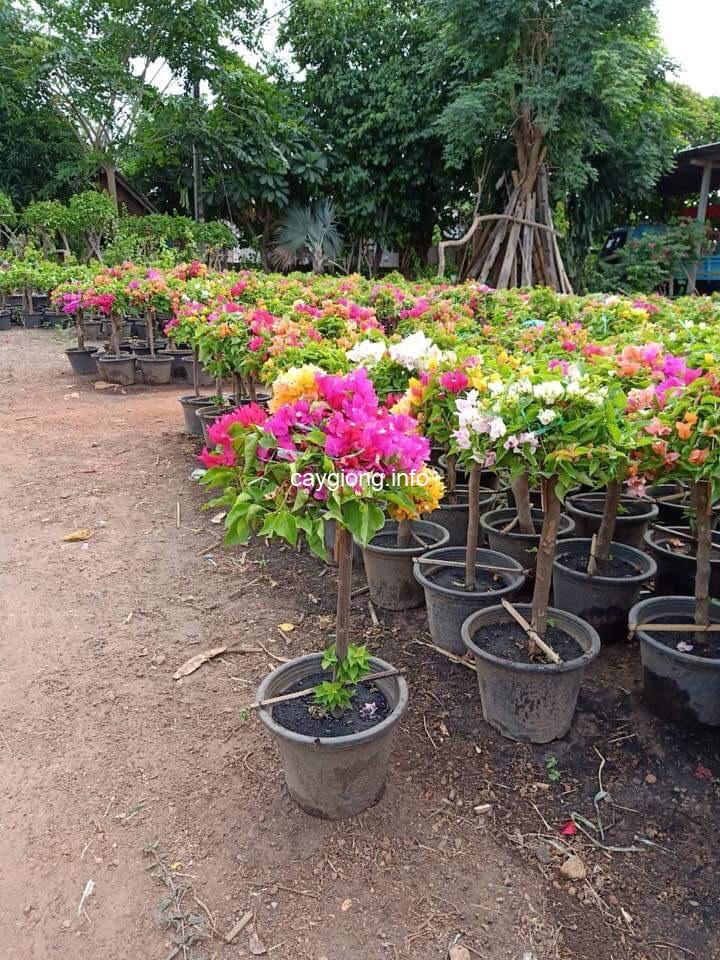 Chậu hoa giấy, hoa giấy nhiều màu chậu lớn