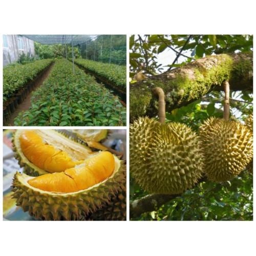 CÂY GIỐNG SẦU RIÊNG RI6, NGỌT ĐẬM, BÉO NGẬY, KHÔNG HẠT, CAM KẾT GIỐNG CHUẨN F1 + Tặng 01 cây dâu da đất