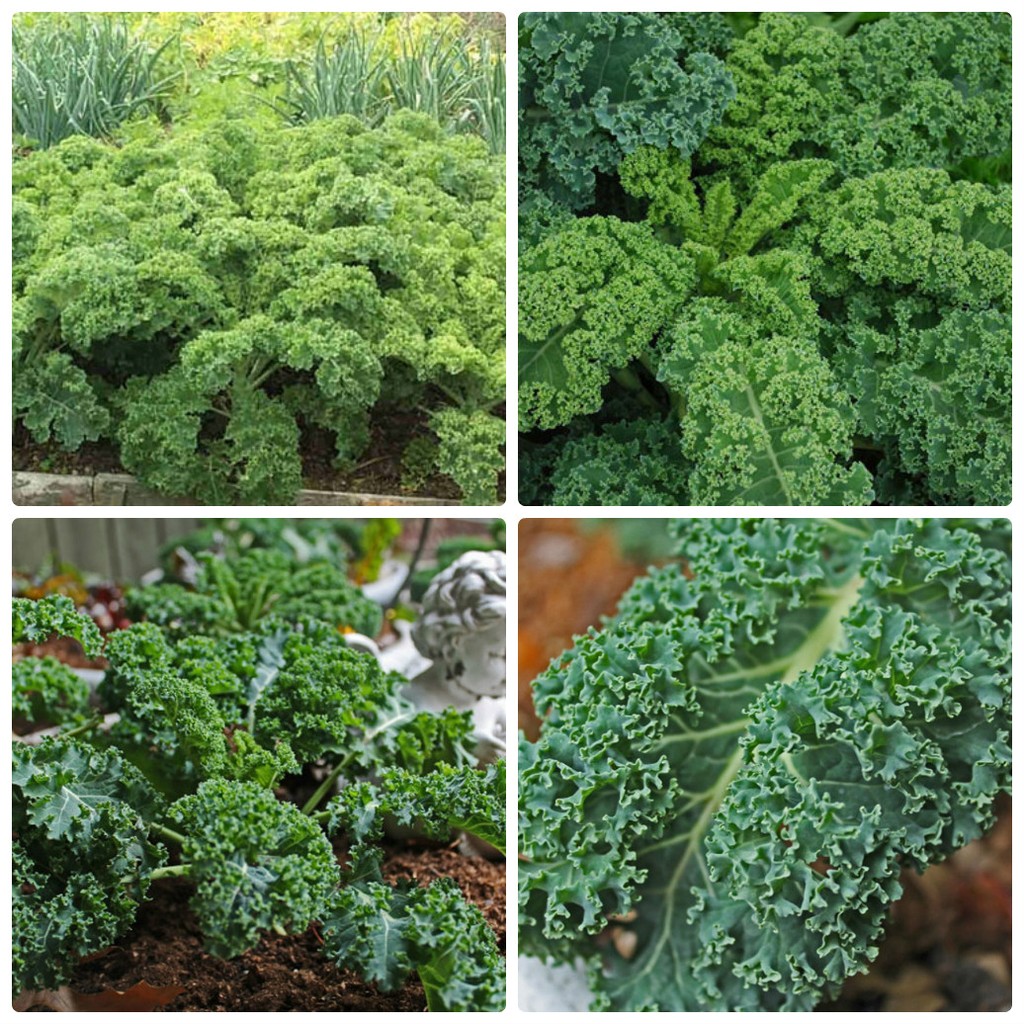 Hạt giống cải xoăn xanh - cải Kale giống khỏe - tỉ lệ nảy mầm cao VTS28