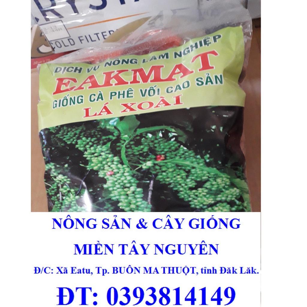 1 KG Hạt giống Cà Phê VỐI CAO SẢN Lá Xoài [ HỮU THIÊN - HT1] - HẠT TUYỂN CHỌN TỪ CÂY MẸ. KÈM HƯỚNG DẪN ƯƠM] *