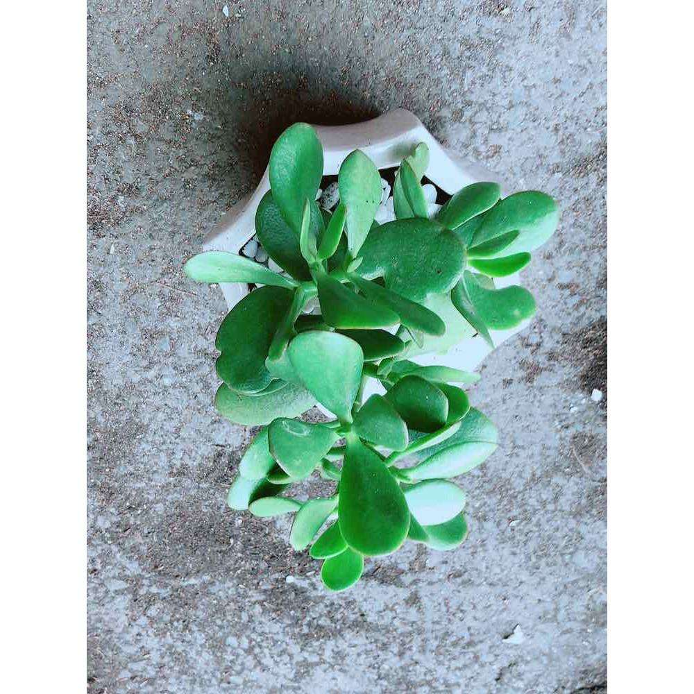 Chậu Ngọc Bích Bán Chạy