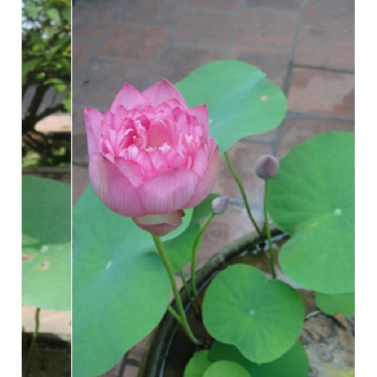 Hạt giống sen bách diệp tím