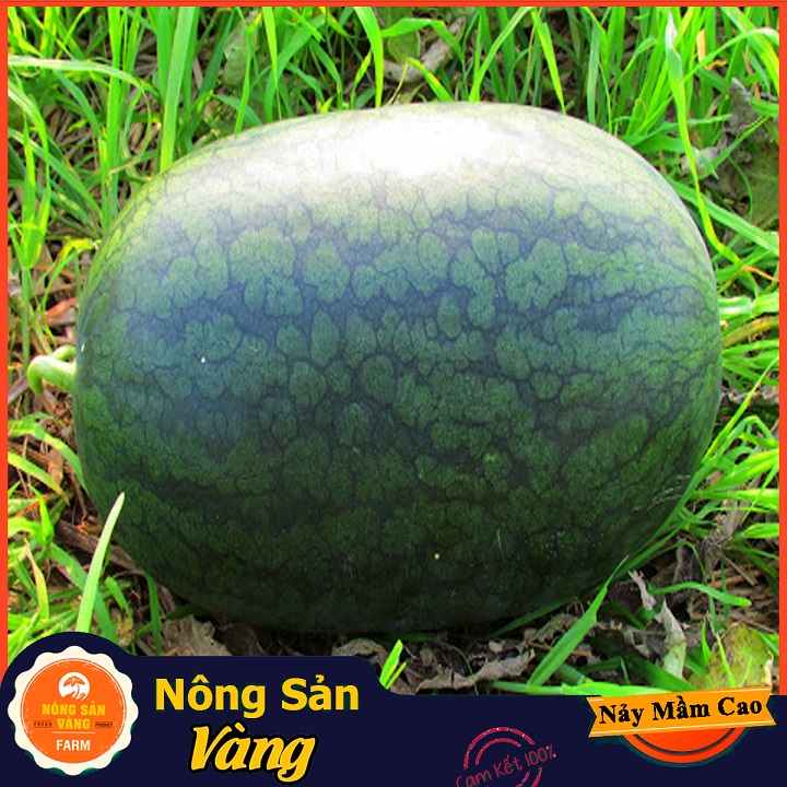 Hạt giống Dưa Hấu Hắc Mỹ Nhân - Nông Sản Vàng