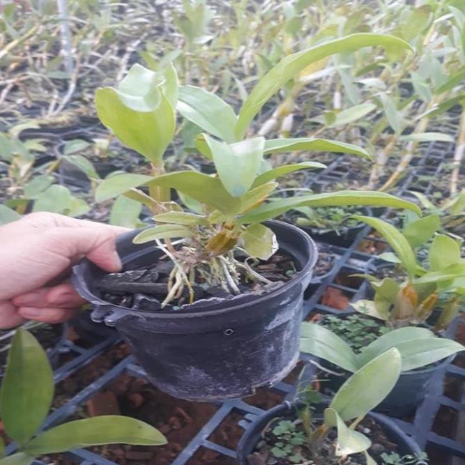 Hoa lan kiều môi tua