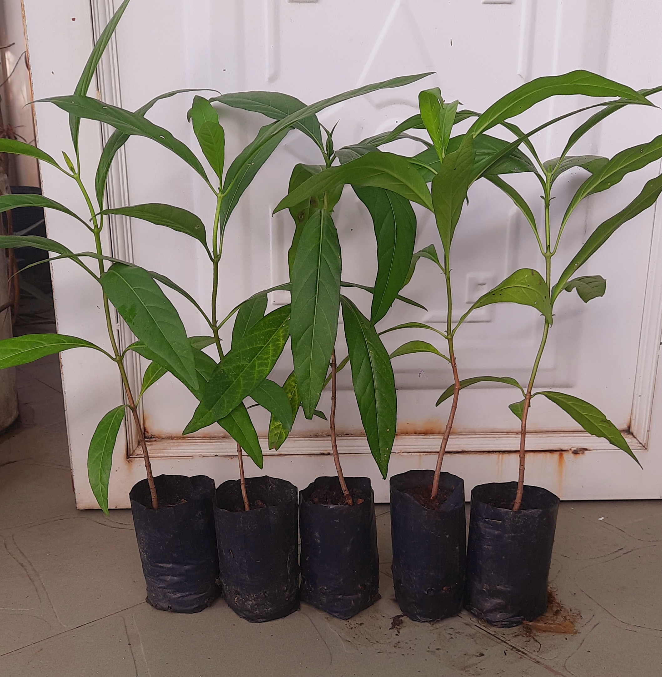 Combo 5 cây nhàu, chiều cao khoảng 25cm