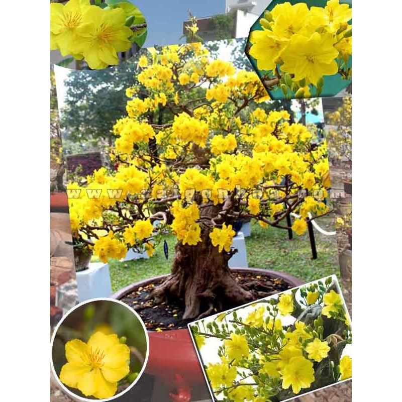 Hạt giống hoa mai vàng 5 cánh - loại cánh to hoa chùm - 1 gói 25 hạt