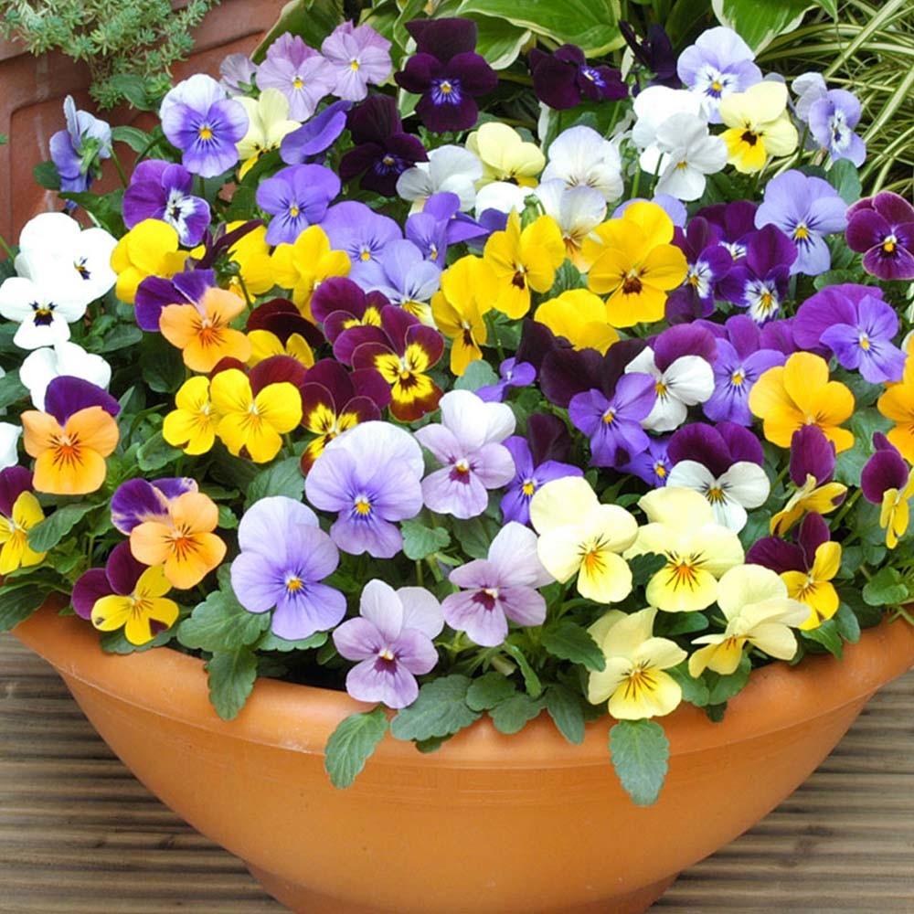 Hạt Giống Hoa Pansy  Mix Nhiều Màu