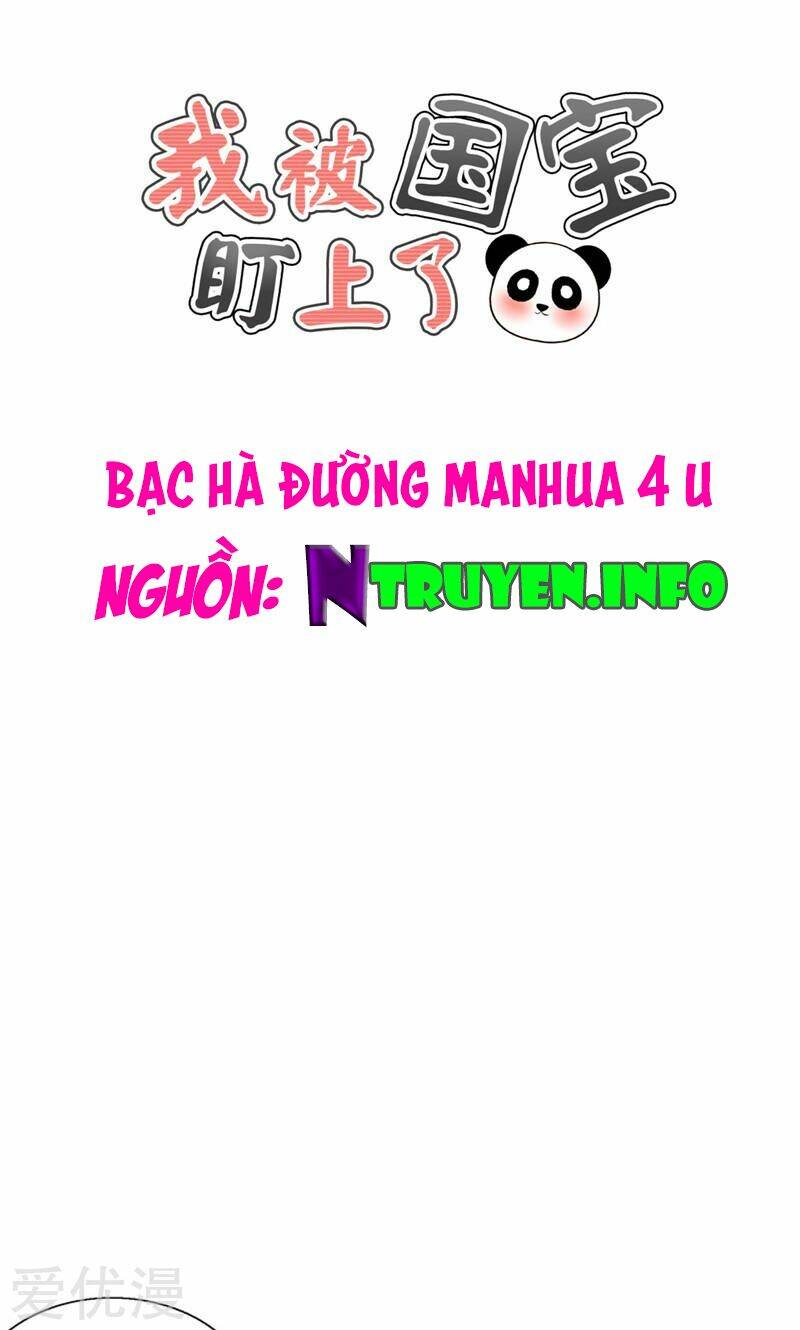 tôi bị gấu trúc nhìn trúng rồi chapter 14 1