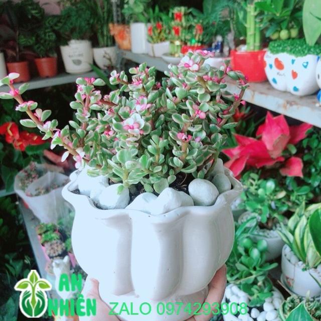 Chậu Cây Đô La Hồng