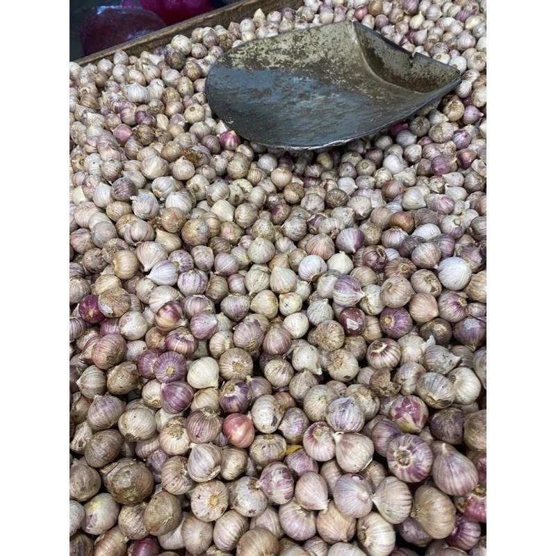 Tỏi cô đơn 1 kg. Đặc sản tỏi cô đơn, tỏi 1 nhánh size vừa