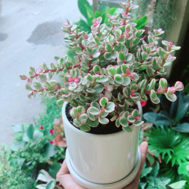 Chậu Cây Đô La Hồng