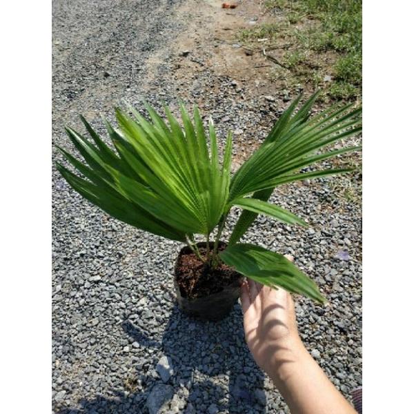 Cây Cọ Mini