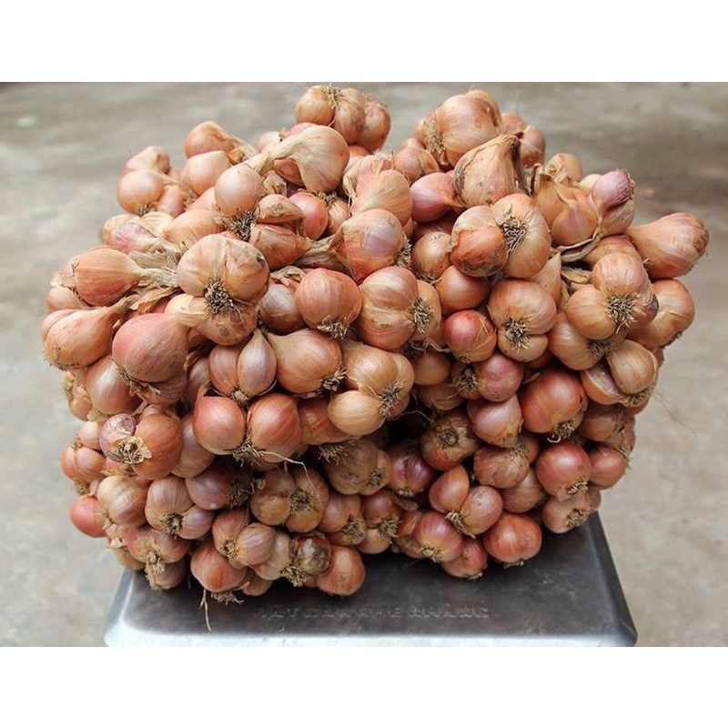 Bột hành UniSpice Túi- Gia vị tự nhiên. Bột hành ta siêu mịn nguyên chất 100% dùng tẩm ướp, làm giò chả, lạp xưởng