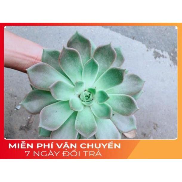 Sen Đá Size Đại