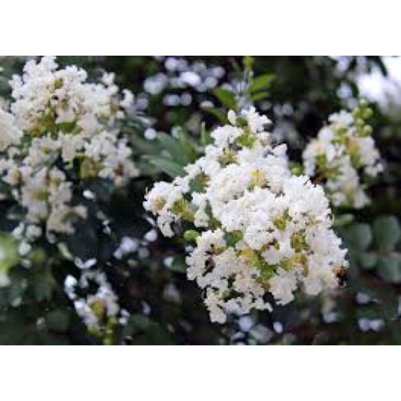 Cây giống hoa tường vi một loại hoa đẹp dễ trồng giao màu ngẫu nhiên.