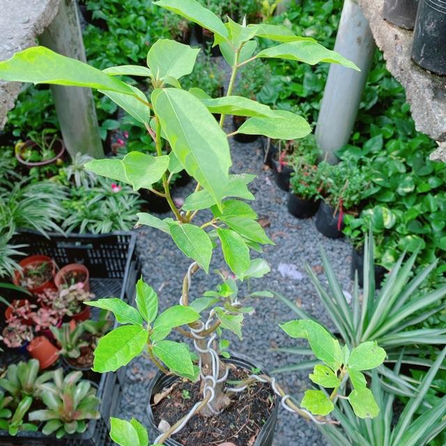 Cây Sung Bonsai