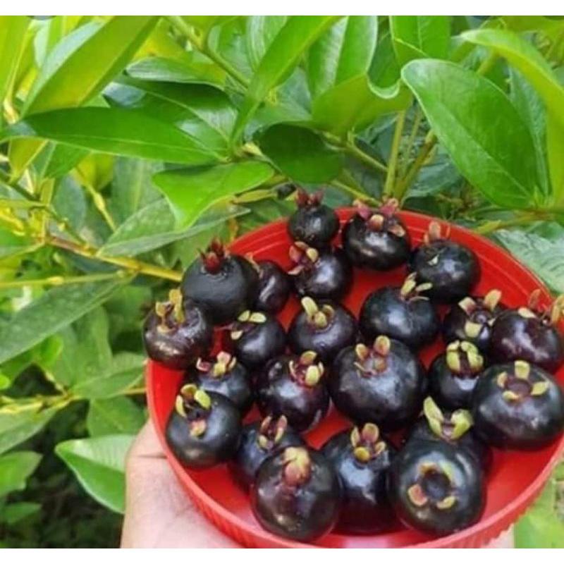 CÂY GIỐNG CHERY