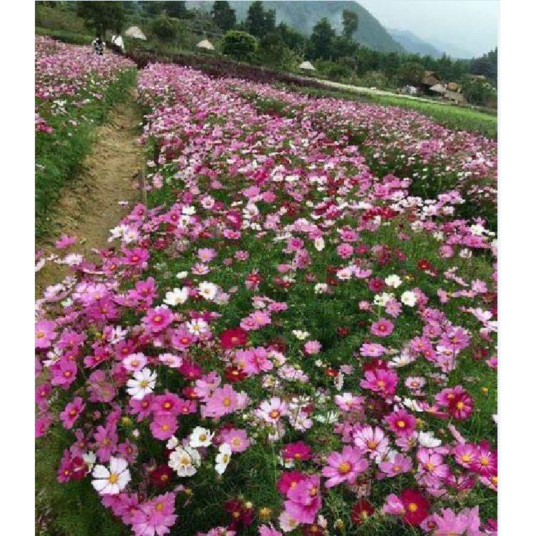 Hạt giống hoa cánh bướm Nhiều màu - 1 gói 200 hạt