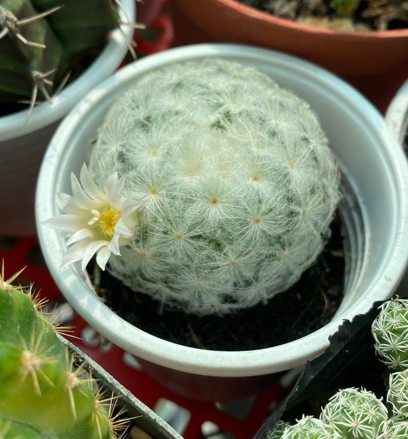Xương rồng ,mami Plumosa