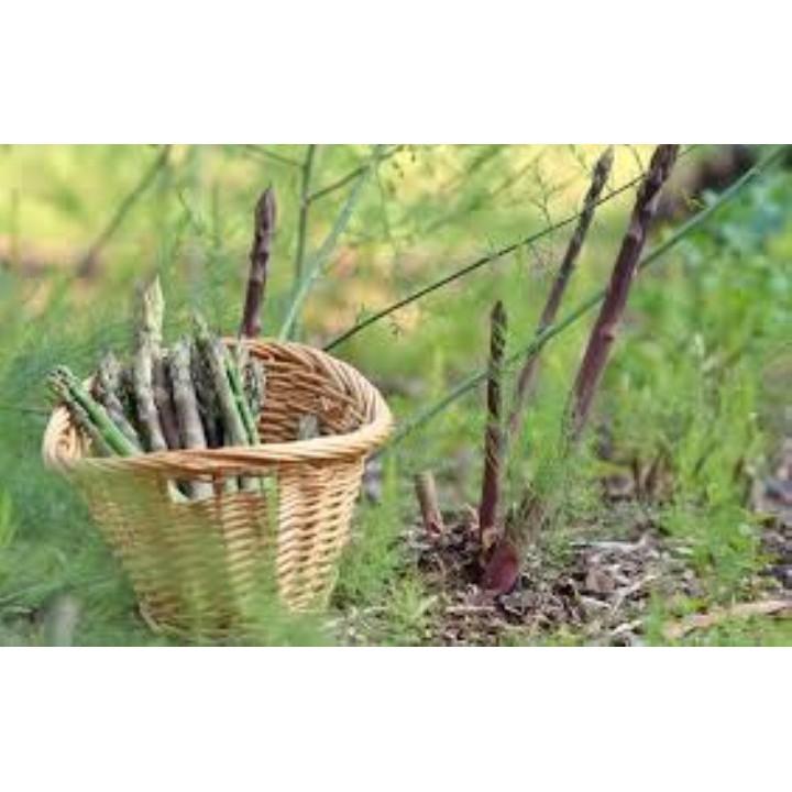 Gói 200 hạt giống măng tây tím