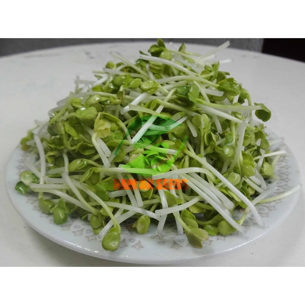 Hạt Giống Rau Mầm Củ Cải Trắng Thu Hoạch Sau 5-7ngày