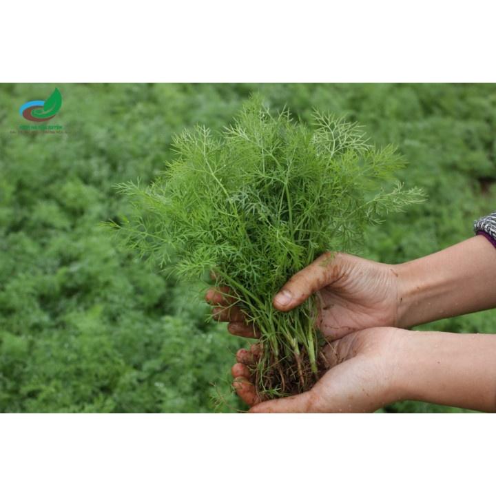 Gói 20g Hạt giống rau thì là, thìa là cao sản - dễ trồng dễ chăm sóc - Anh nông dân chính hiệu