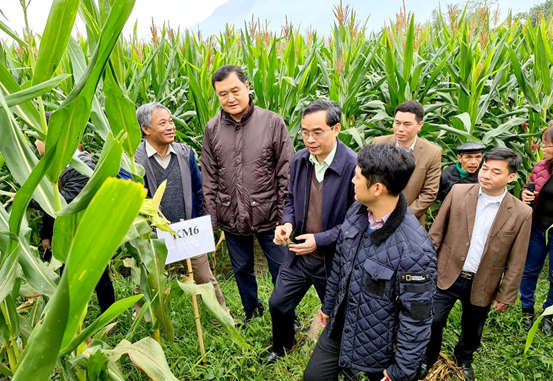 HẠT GIỐNG NGÔ SINH KHỐI NK4300 Gói 500gram- NGÔ LAI ĐƠN NĂNG SUẤT CAO -CCN-CCL