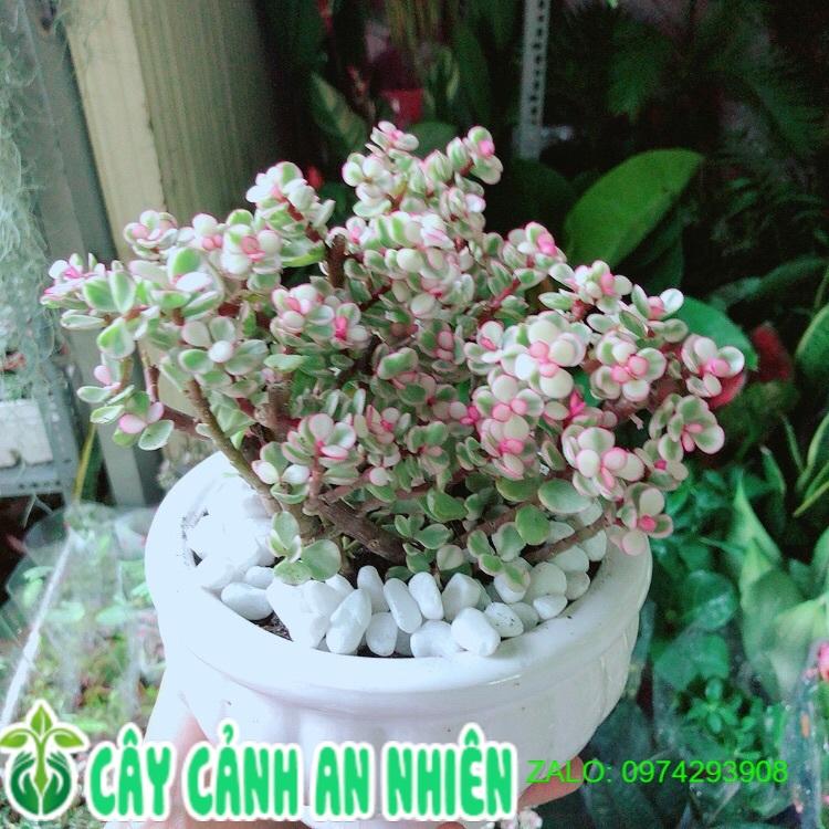 Chậu Cây Cành Vàng Lá Ngọc