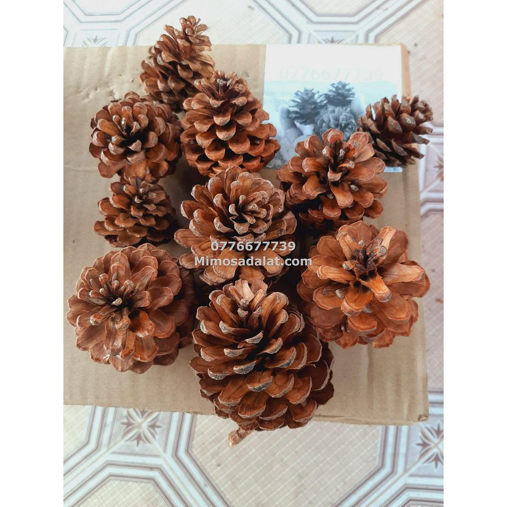 Quả Thông Đà Lạt loại nhỏ 1kg - hàng đẹp không vỡ cánh
