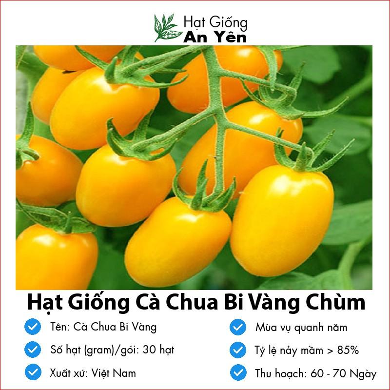 Hạt giống Cà Chua Bi Vàng thu hoạch sớm, dễ trồng, nảy mầm cao, sinh trưởng khoẻ