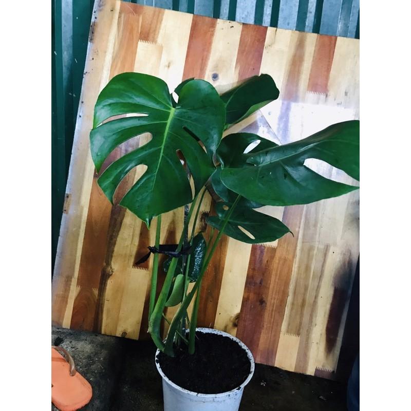 MONSTERA DELICIOSA - trầu bà Nam Mỹ