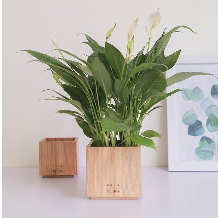 Chậu cây lan ý thanh lọc không khí, cân bằng trường khí điều hòa, hấp thu năng lượng xung khắc trong nhà, thích hợp với những người mệnh Thủy, Kim | size L | The Fish Design