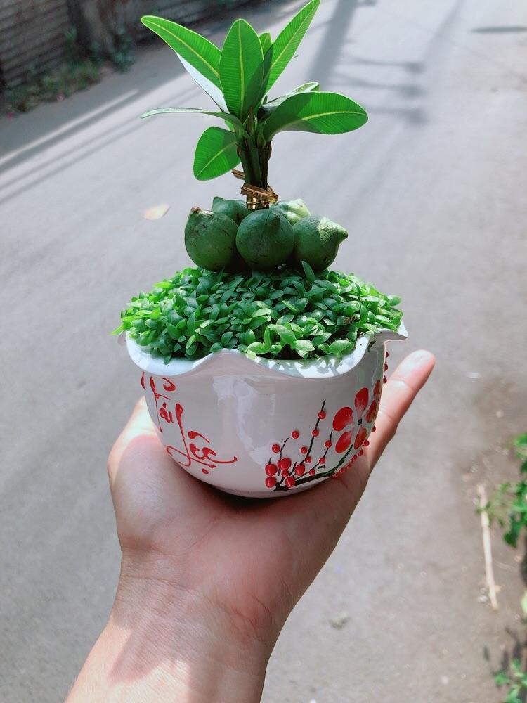 Chậu Cây May Mắn Tài Lộc