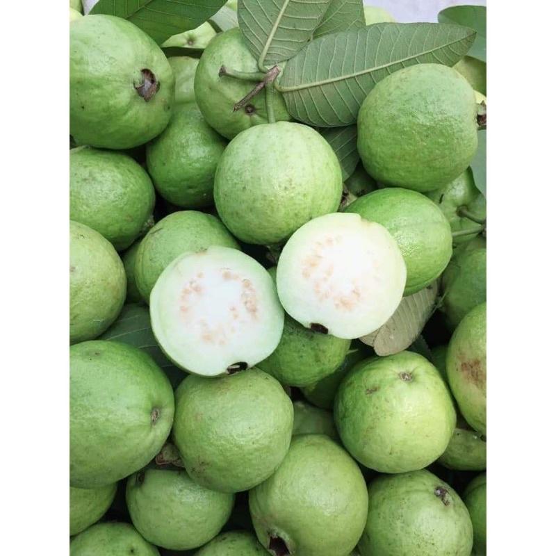 Cây giống ổi Đông Dư-ổi găng cho quả quanh năm