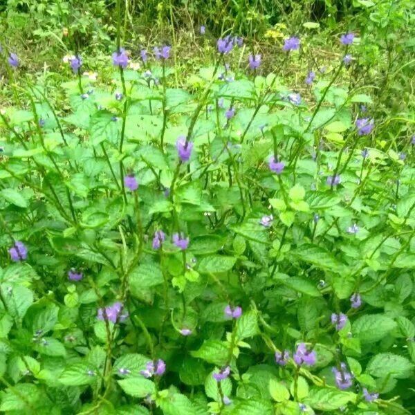 Đuôi Chuột Khô Loại 1 -sp