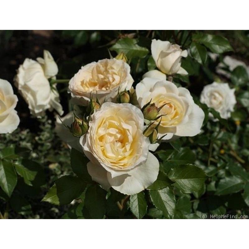 Hoa hồng Tchaikovsky Rose - hồng bụi, màu trắng kem, hoa thơm