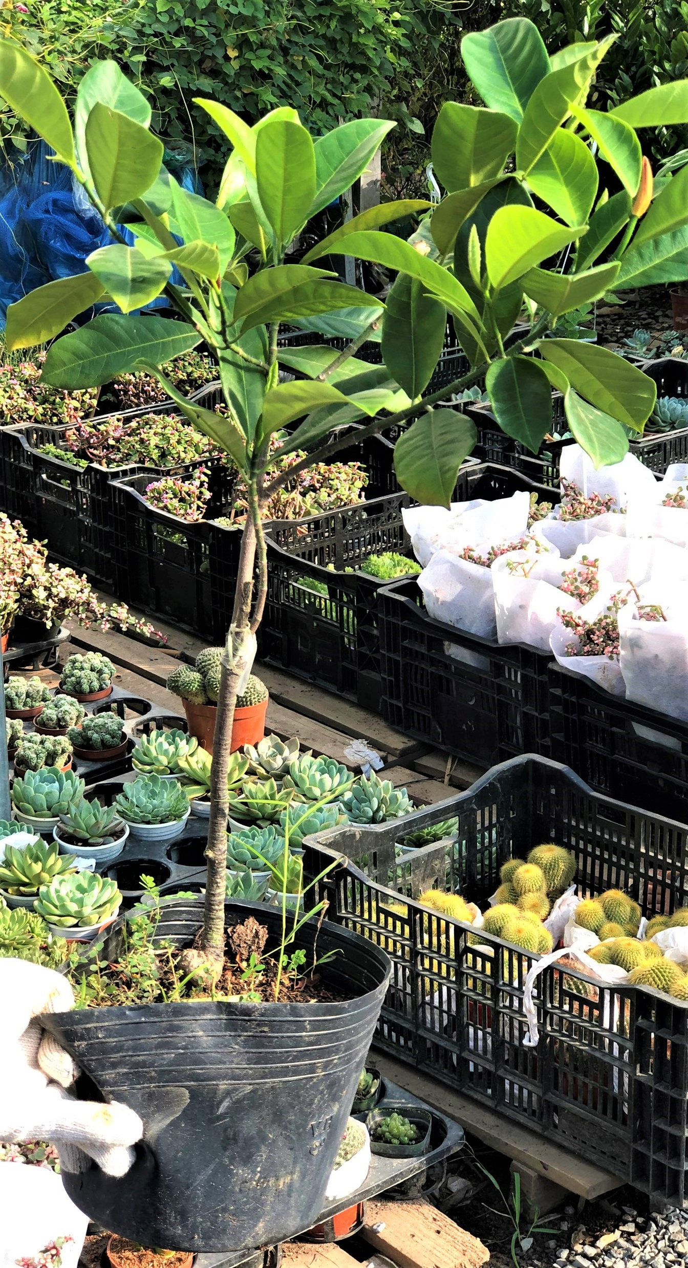 Cây giống mít Tố Nữ