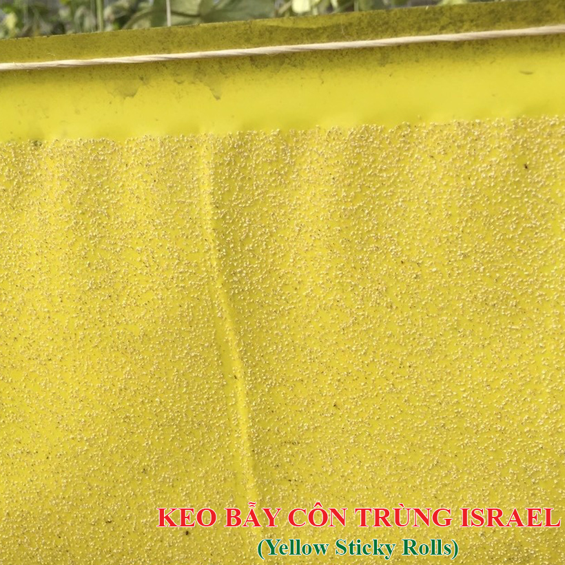 Miếng Dính Vàng Bẫy Côn Trùng Israel - Sticky Yellow Roll dùng bẫy các loại Côn Trùng Bay ngây hại rau sạch như Ruồi, Bọ Phấn, Bọ Trĩ, Bướm và côn trùng khác...