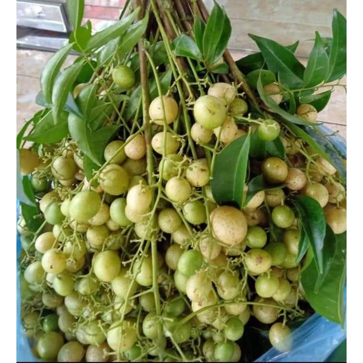 Cây giống mắc mật