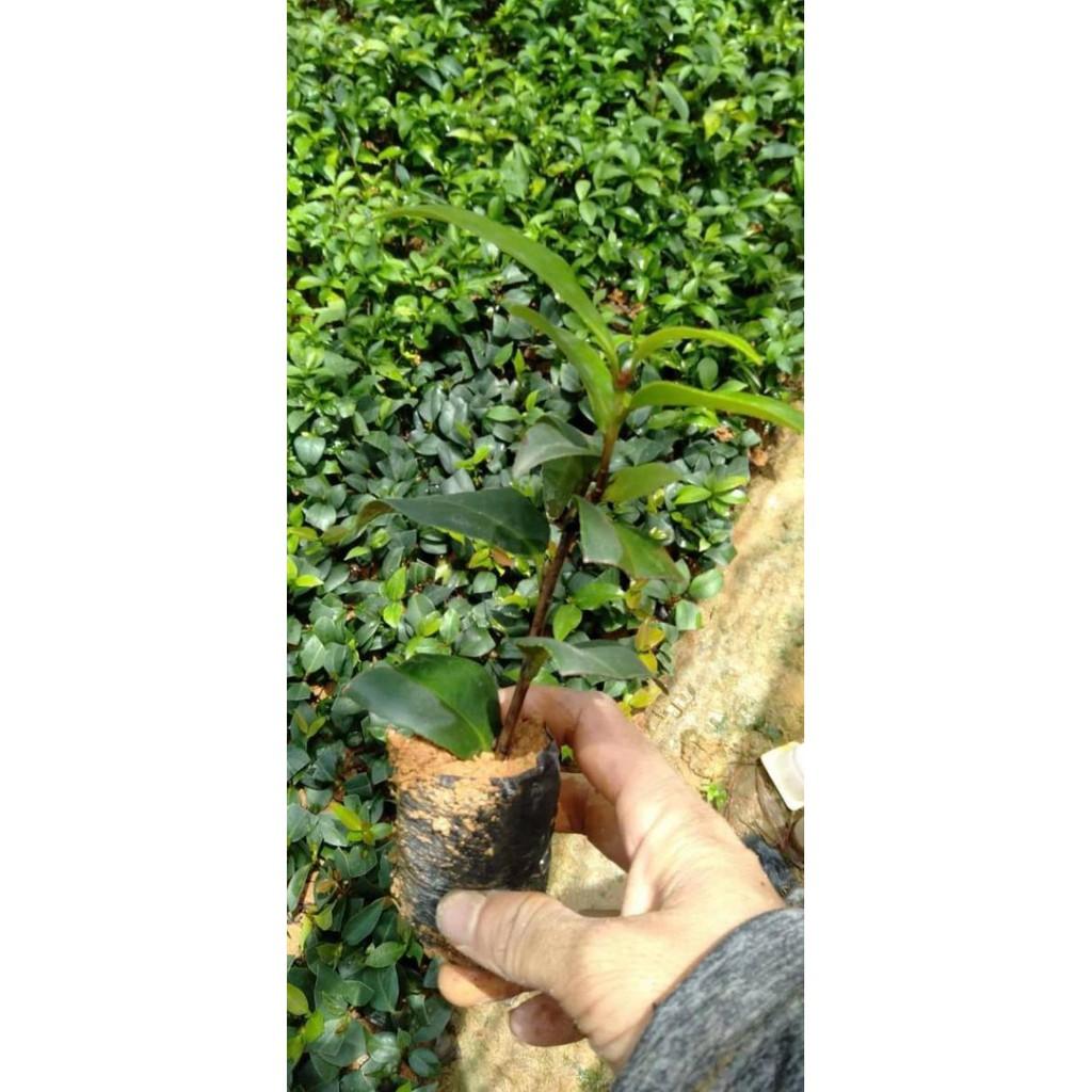 Cây hoa trà mi màu trắng 3 cây