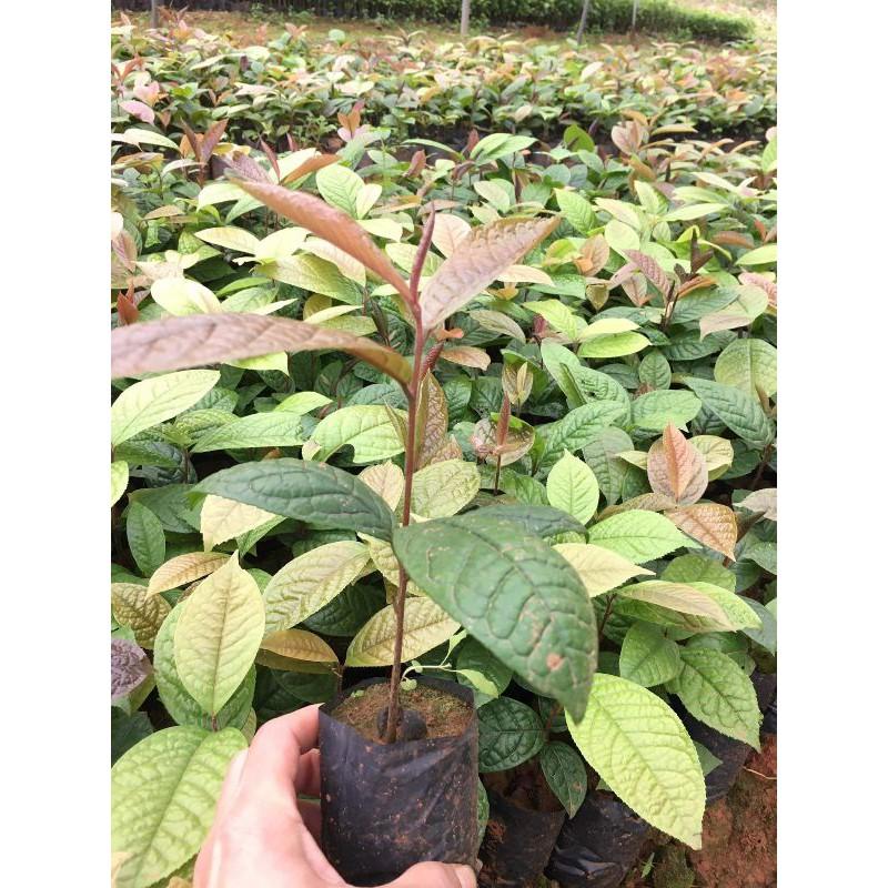 2 cây trà hoa vàng ươm trong bầu đất