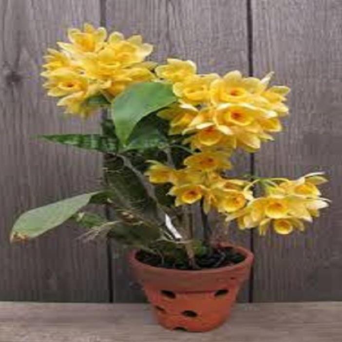 Hoa phong lan - kiều dẹt