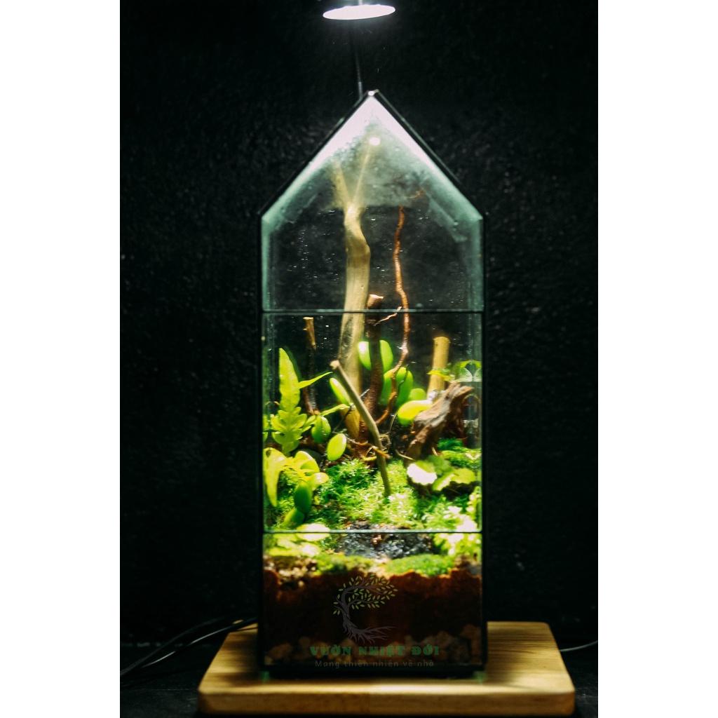 Bể Terrarium Đa Giác Setup Bán Cạn Để Bàn Làm Việc Mở Được Cánh Cửa