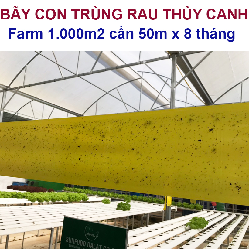 BẪY MÀU CÔN TRÙNG SINH HỌC GADOT ISRAEL CHO RAU SẠCH, RAU THỦY CANH, RAU KHÍ CANH VÀ NÔNG NGHIỆP SẠCH . Kích thước ngang 0.18M x Dài 20M trải nghiệm
