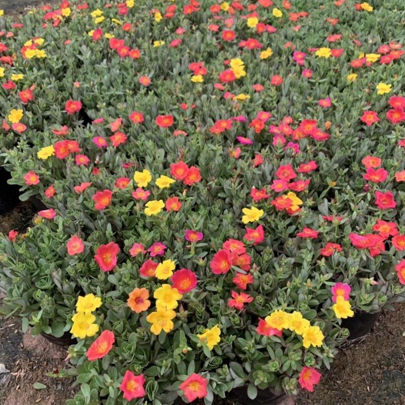 Cây hoa sam thân bò cực xum xuê, cây hoa cảnh rất dễ trồng và phát triển khoẻ mạnh, trồng trang trí sân vườn, bồn cây