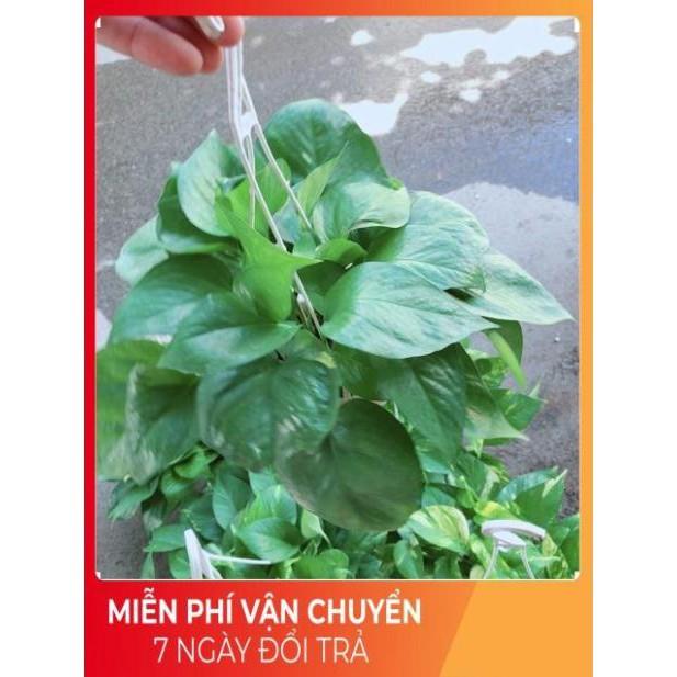 Chậu Trầu Bà Thái